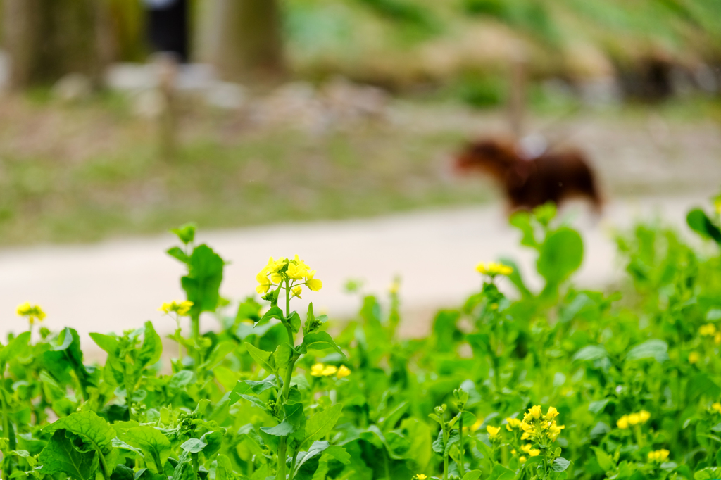 菜の花と犬