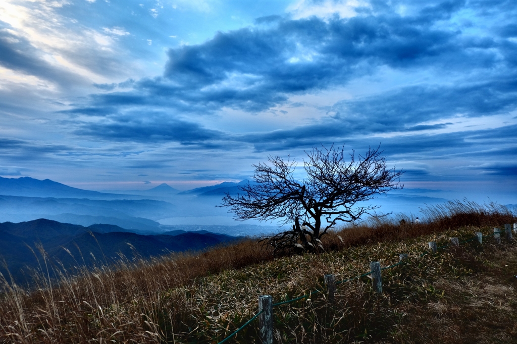 山頂の木と富士山