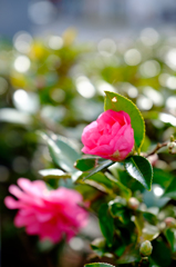 道端の花