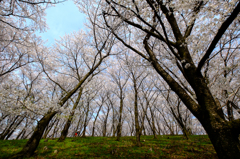 弘法山の桜