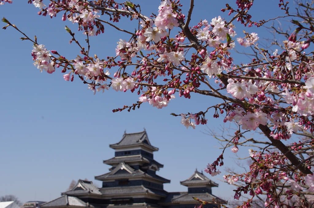 松本城と