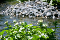 わさびの花