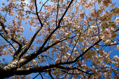 青空のもと、咲き誇る