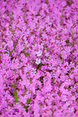 白花