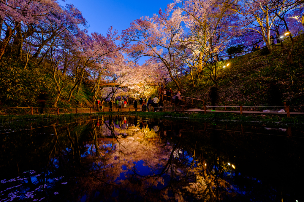 高遠桜