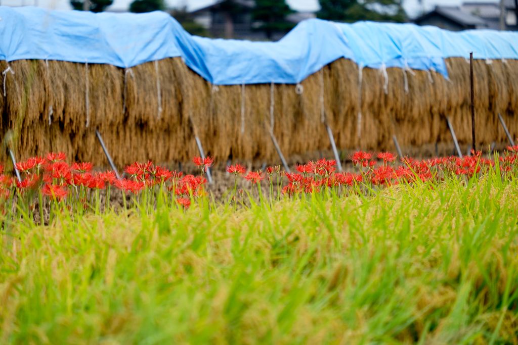 田舎の光景