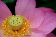 大きな花びら