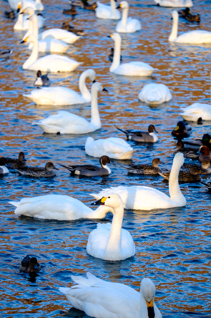 冬の想い出：犀川白鳥湖の白鳥たち