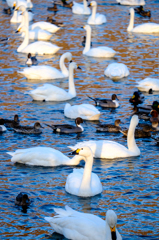 冬の想い出：犀川白鳥湖の白鳥たち
