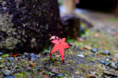 小さな紅葉