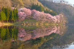 中綱湖 オオヤマザクラ