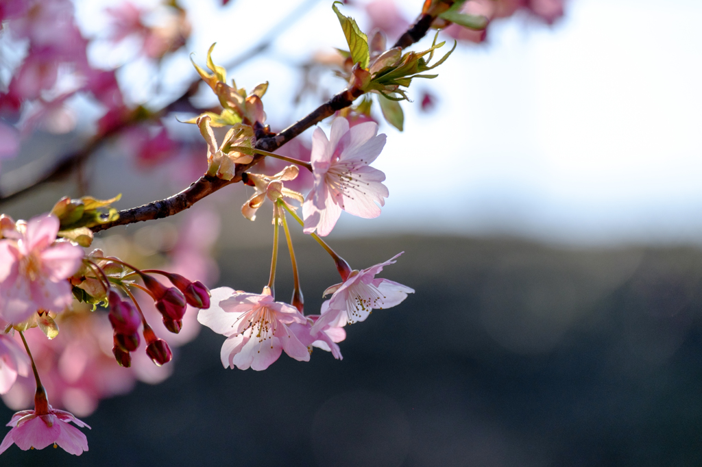 河津桜2