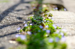 歩道の花