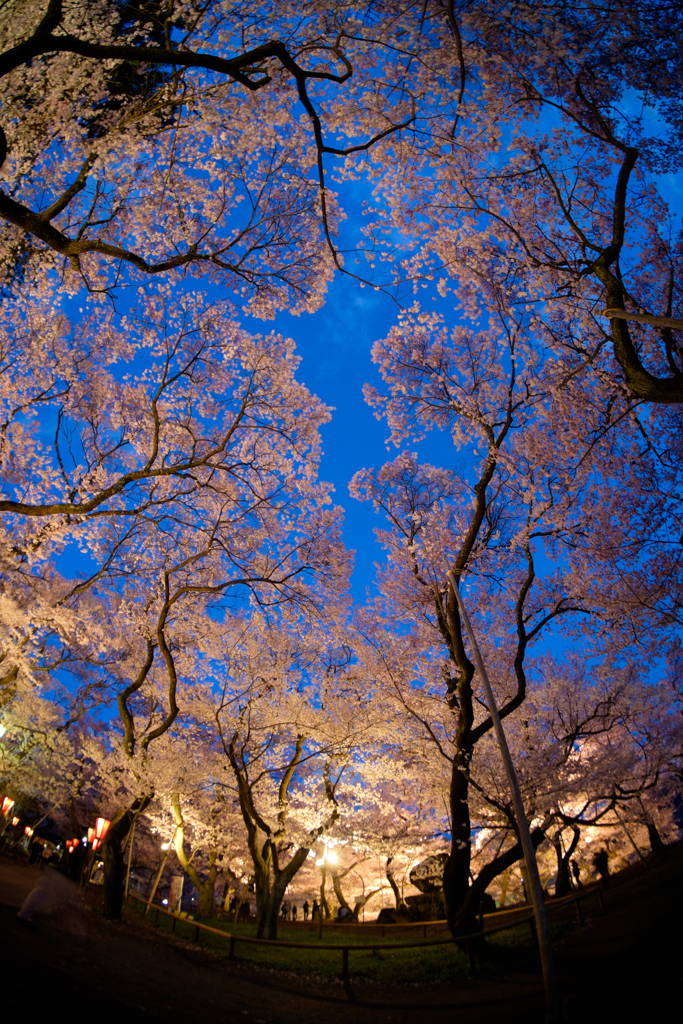 夜桜と青い空