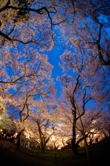 夜桜と青い空