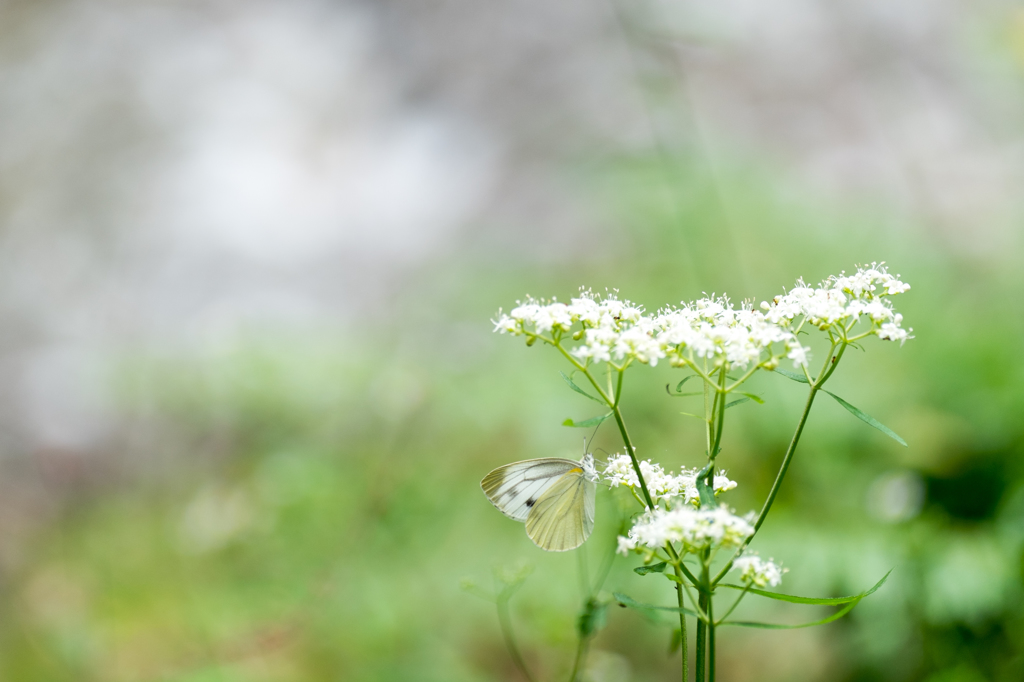 水辺の花と蝶