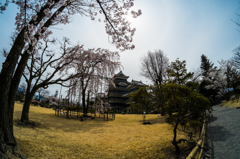 松本城の桜