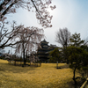 松本城の桜