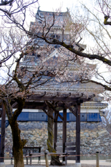梅咲き始め