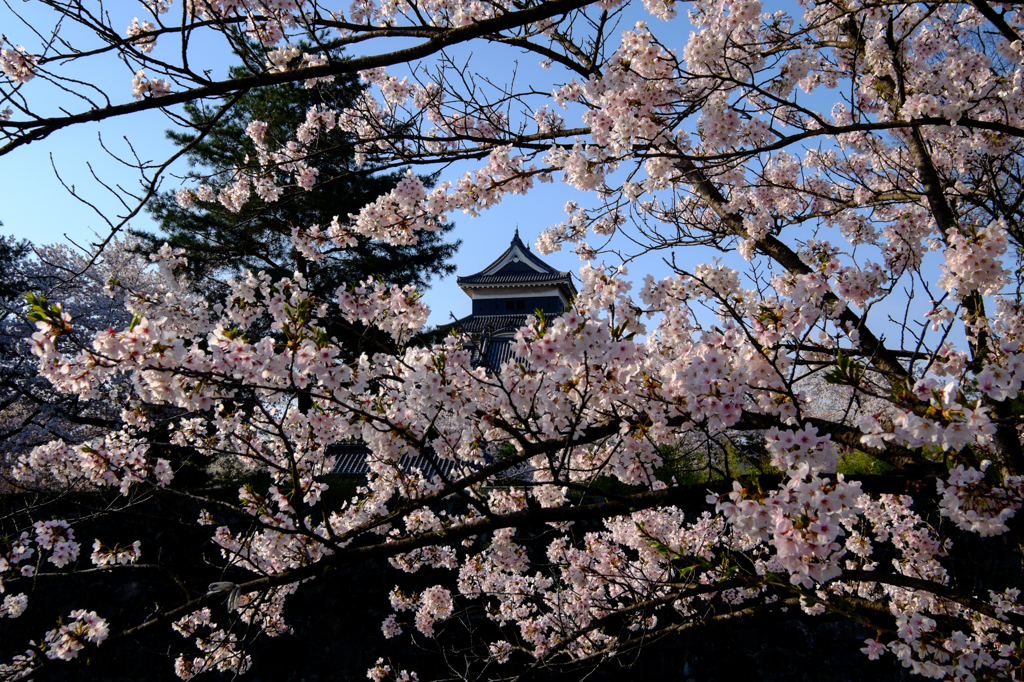 桜のフレーム