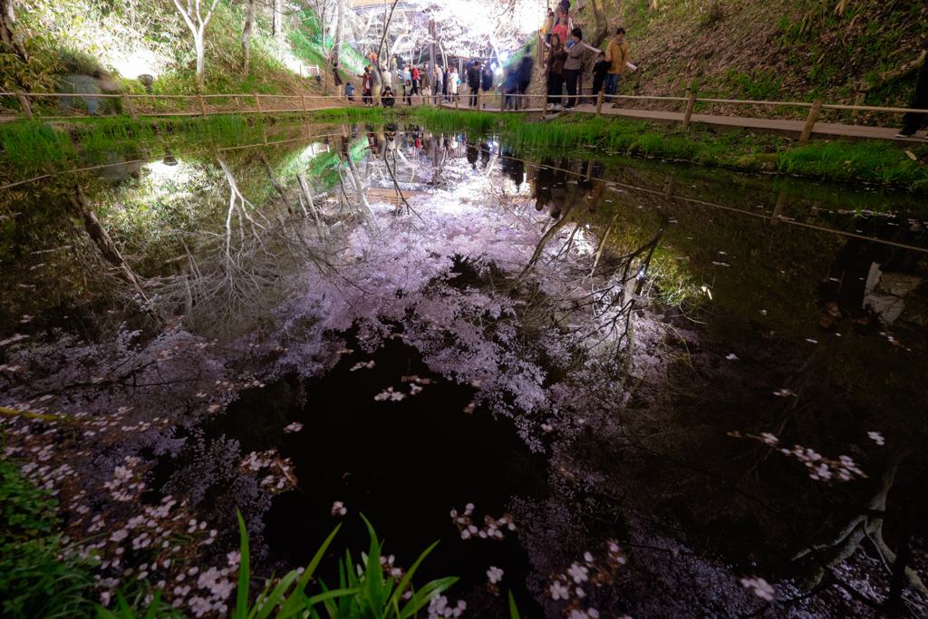 映る桜