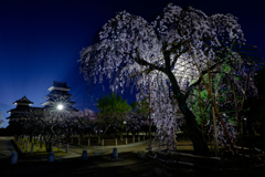 しだれ桜