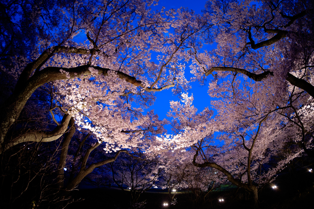 桜と空