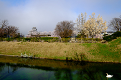 お堀、白鳥、桜と城