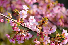 河津桜