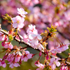 河津桜