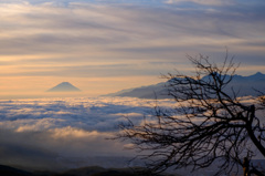 富士山と山頂の木