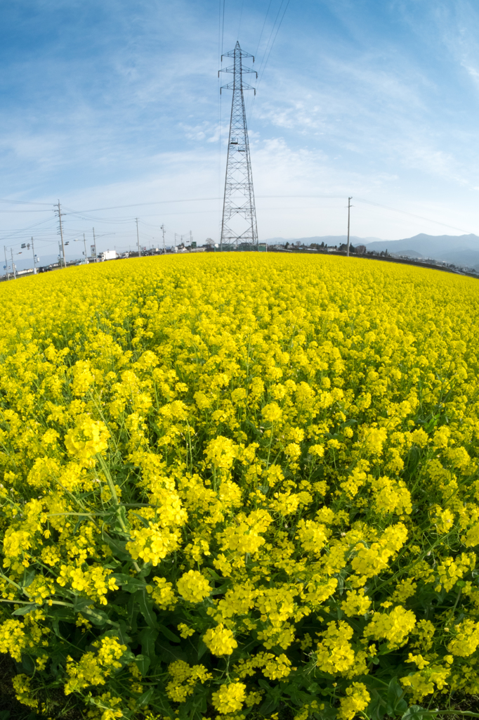 菜の花と鉄塔