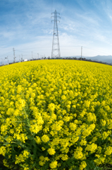 菜の花と鉄塔