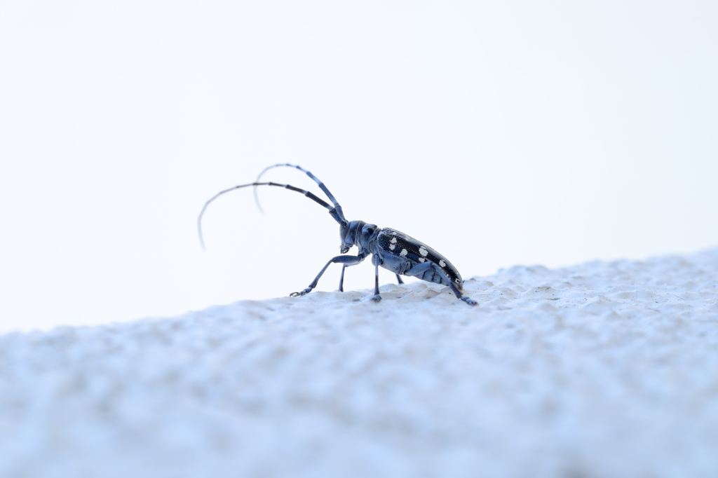 飛び立つ勇気