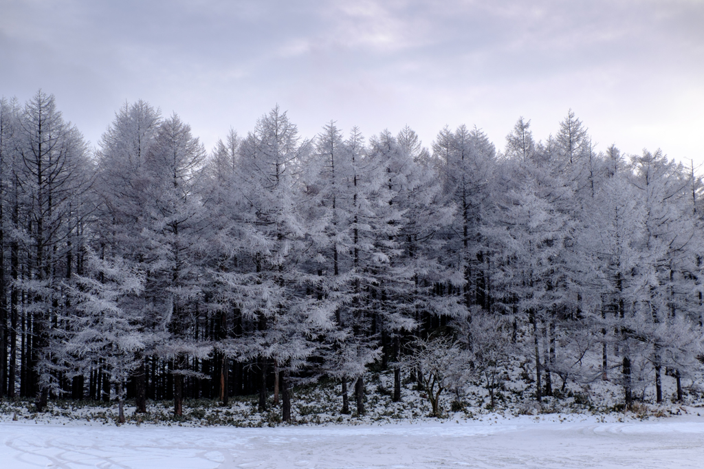 凍える林