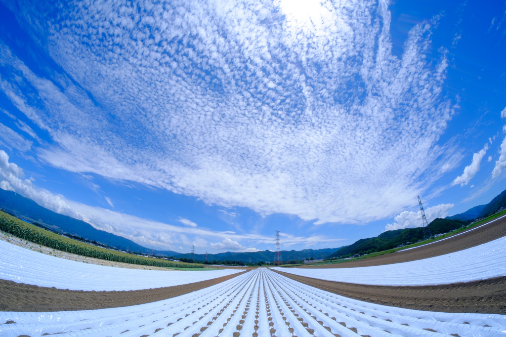 青空と雲と高原野菜畑