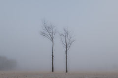 霧の公園3
