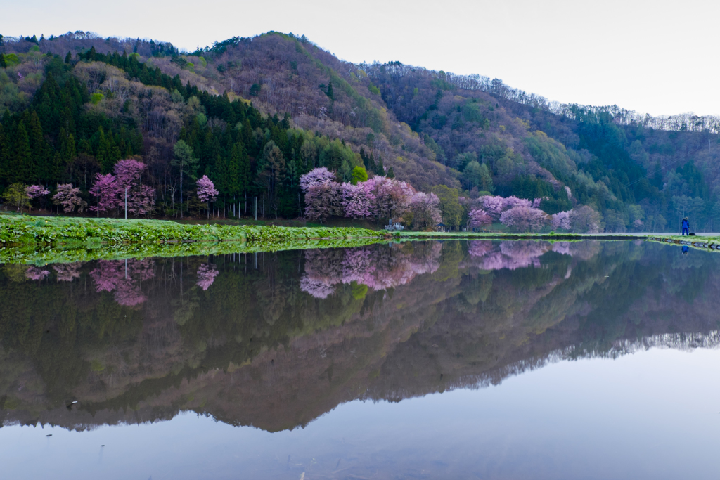 桜撮り納め
