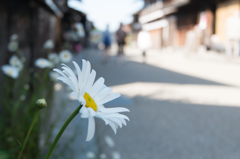 道端の花