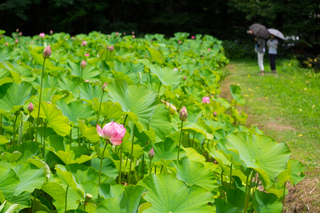 青原寺蓮池