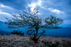 山頂の木