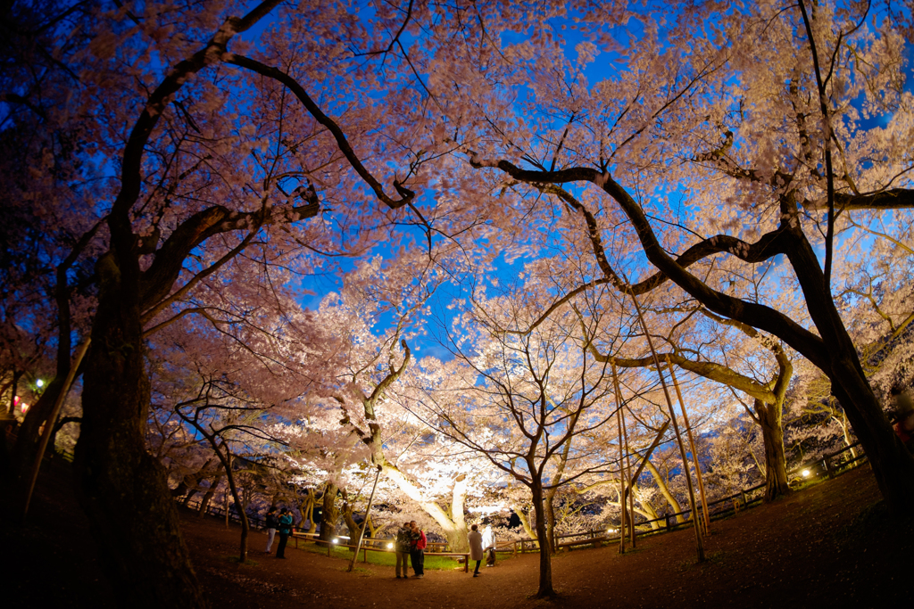 桜のもと