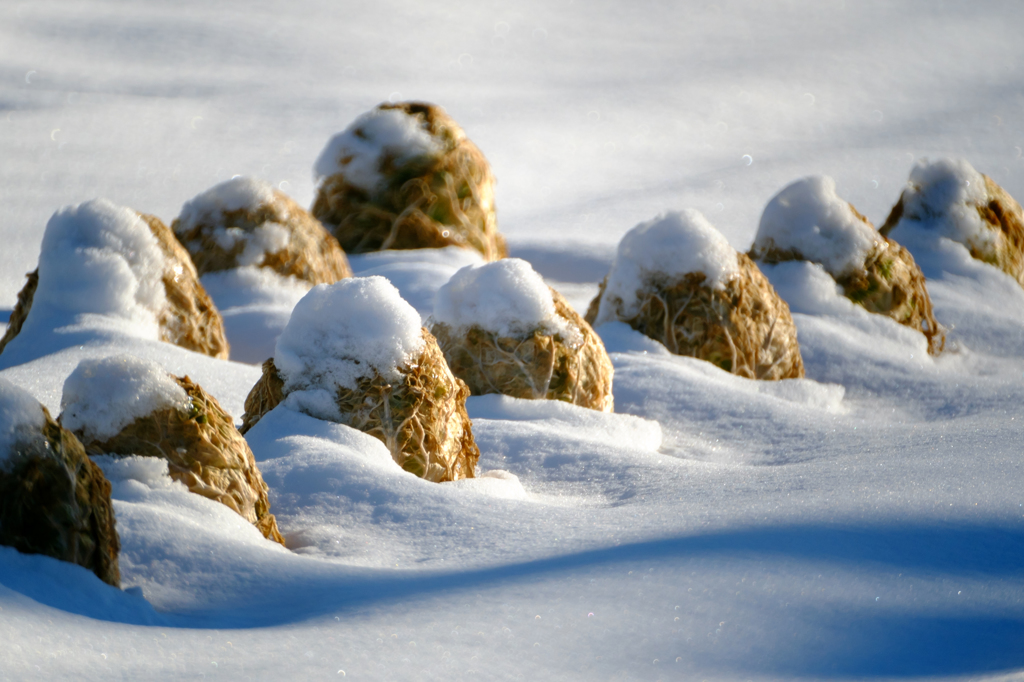 雪をかぶった野菜