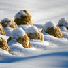 雪をかぶった野菜