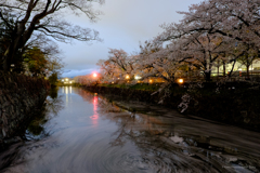 お堀の桜