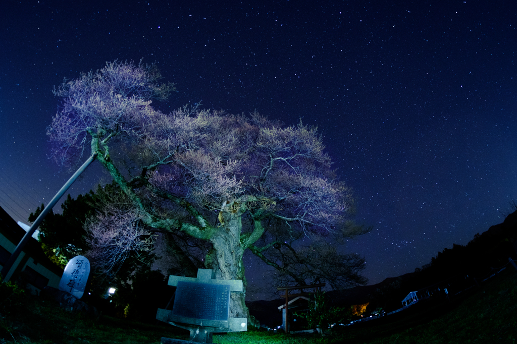 中曽根のエドヒガンと星空（ヤマネコ座など？）