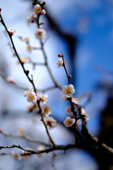 梅の花