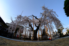 兎川寺の枝垂れ桜