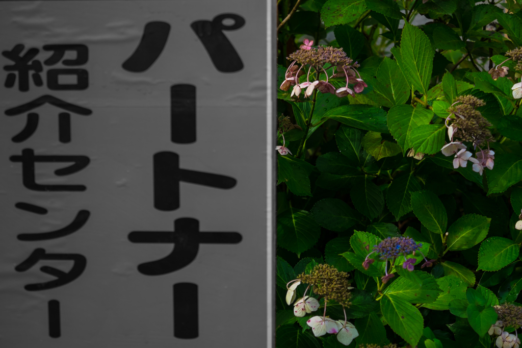 梅雨、終盤。