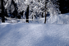 冬の想い出：雪と雨氷の木